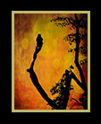 a vulture watching high on a high leafless branch thumbnail